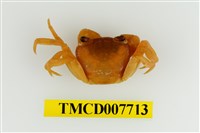 藏品(大武澤蟹)的圖片